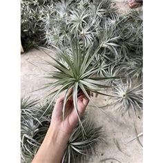  Tillandsia Cotton candy คอตตอนแคนดี