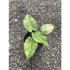 บอนหูช้างด่างเหลือง Alocasia gageana aurea 