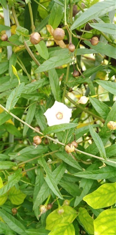 พระสราณี จิงจ้อร่างแห Xenostegia tridentata (L.)