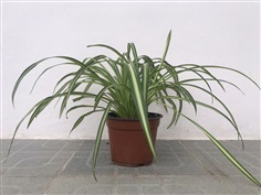 ว่านเศรษฐีเรือนใน Spider Plant (ต้นแมงมุม) | บ้านสวนตาทุม - สามพราน นครปฐม