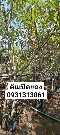 ตีนเป็ดนำ้