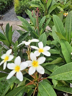 ต้นลีลาวดี ต้นลั่นทม Plumeria