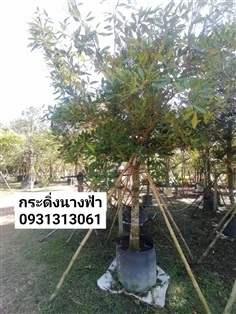 		 กระดิ่งนางฟ้า