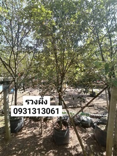 		 รวงผึ้ง