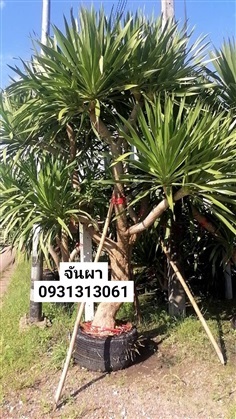	 จันผา