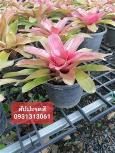 สัปรดสี | สวนป้าแตงคลอง 14 -  ปทุมธานี