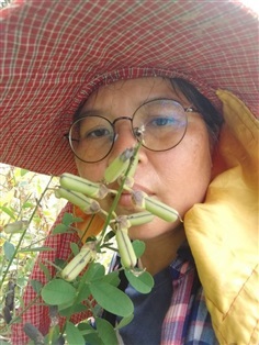 ถั่วมาร ถั่วกระดิ่ง crotalaria retusa