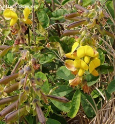 ถั่วมาร ถั่วกระดิ่ง crotalaria retusa