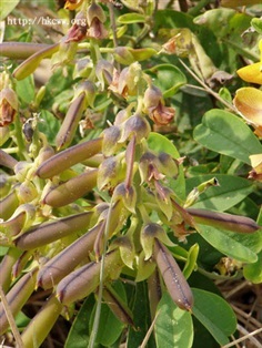 ถั่วมาร ถั่วกระดิ่ง crotalaria retusa