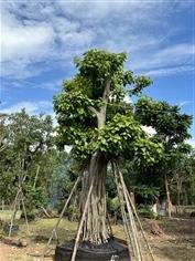 ต้นโพธิ์ ต้นไม้แห่งปัญญา | สวนสุวนันท์ ไม้ล้อม  -  สระบุรี