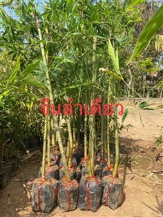 ไผ่จีนลำเดี่ยว ถุงชำ 