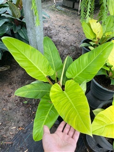 รวยทรัพย์สีทอง (Philodendron) 