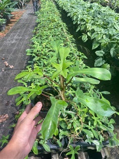 ฟิโลก้ามกุ้งเขียว Philodendron pedatum