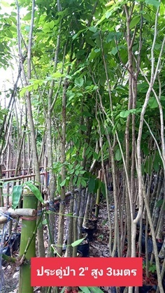 ต้นประดู่ป่า ขนาด 2 " สูง 3 เมตร