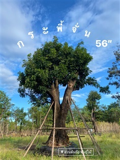 กระพี้จั่น 56”  | สวนต้นอ้อ พันธุ์ไม้ - แก่งคอย สระบุรี