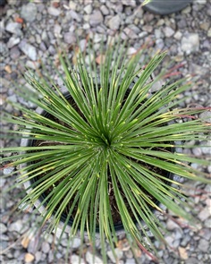 Agave Geminiflora 