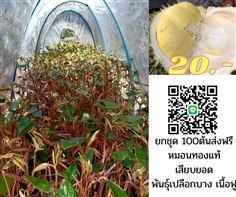 20 บาทต้นทุเรียนหมอนทองแท้เสียบยอด พันธุ์เปลือกบาง เนื้อฟู 