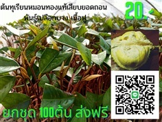 20 บาทต้นทุเรียนหมอนทองเสียบยอดแท้ เปลือกบาง เนื้อฟู ทนโรค 