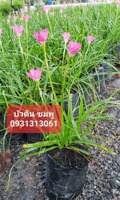 บัวดินชมพู