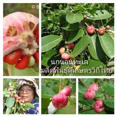 นกนอนทะเล ขายเมล็ดพันธุ์/ต้นกล้า