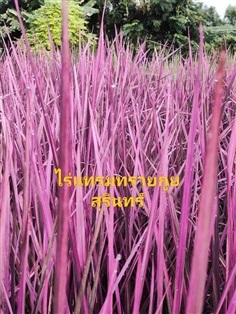 ขายเมล็ดพันธ์ข้าวสีชมพู