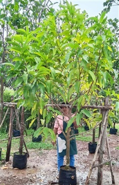 ต้นจำปี