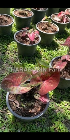 บอนสีลูกไม้ เต็มวัยพร้อมเป็นแม่พันธุ์