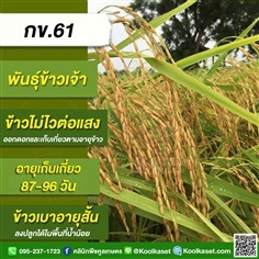 พันธุ์ข้าวปลูก ข้าวเจ้า กข61 ข้าวนาปี ข้าวนาปรัง คูลเกษตร