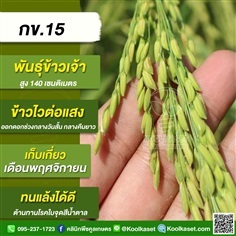 พันธุ์ข้าวปลูก ข้าวเจ้า กข15 ข้าวนาปี  คูลเกษตร