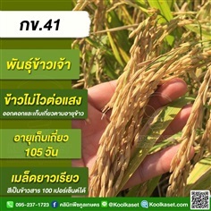 พันธุ์ข้าวปลูก ข้าวเจ้า กข41 ข้าวนาปี ข้าวนาปรัง คูลเกษตร