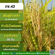 พันธุ์ข้าวปลูก ข้าวเจ้า กข43 ข้าวนาปี ข้าวนาปรัง คูลเกษตร