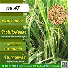 พันธุ์ข้าวปลูก ข้าวเจ้า กข47 ข้าวนาปี นาปรัง  คูลเกษตร