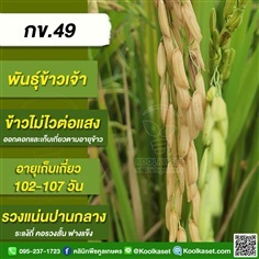 พันธุ์ข้าวปลูก ข้าวเจ้า กข49 ข้าวนาปี ข้าวนาปรัง คูลเกษตร | คลินิกพืชคูลเกษตร - ชุมตาบง นครสวรรค์