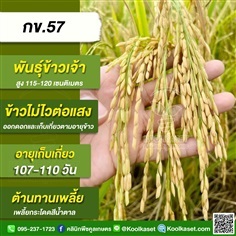 พันธุ์ข้าวปลูก ข้าวเจ้า กข57 ข้าวนาปี ข้าวนาปรัง คูลเกษตร