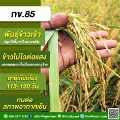 พันธุ์ข้าวปลูก ข้าวเจ้า กข85 ข้าวนาปี ข้าวนาปรัง คูลเกษตร