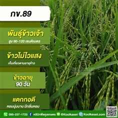 พันธุ์ข้าวปลูก ข้าวเจ้า กข89 ข้าวนาปี ข้าวนาปรัง คูลเกษตร | คลินิกพืชคูลเกษตร - ชุมตาบง นครสวรรค์