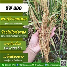 พันธุ์ข้าวปลูก ข้าวเหนียว ซีพี888 ข้าวนาปี นาปรัง คูลเกษตร