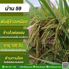 พันธุ์ข้าวปลูก ข้าวเหนียว น่าน 59 ข้าวนาปี คูลเกษตร