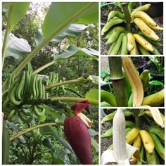 ต้นกล้วยป่าไร้เมล็ด พันธ์กล้วยป่าไร้เมล็ด 