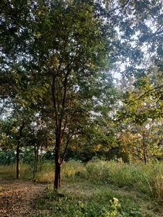 เหลืองเชียงราย