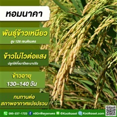 พันธุ์ข้าวปลูก ข้าวเหนียว หอมนาคา ข้าวนาปี นาปรัง คูลเกษตร