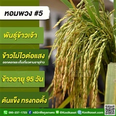 พันธุ์ข้าวปลูก ข้าวเจ้า หพ.#5 ข้าวนาปี นาปรัง คูลเกษตร