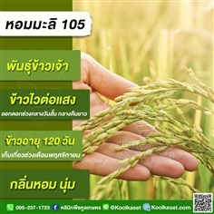 พันธุ์ข้าว ข้าวเจ้า หอมมะลิ105 คูลเกษตร | คลินิกพืชคูลเกษตร - ชุมตาบง นครสวรรค์