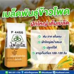 เมล็ดพันธุ์ข้าวโพด ไพโอเนีย P4466 ฝักใหญ่ เต็มเมล็ด คูลเกษตร