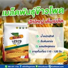 เมล็ดพันธุ์ข้าวโพด ดีคาล์บ 7979 ฝักใหญ่ เต็มเมล็ด คูลเกษตร