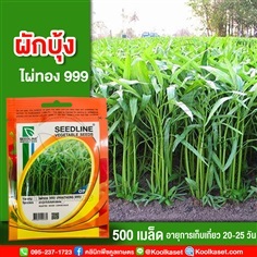 พันธุ์ผักบุ้งจีนใบไผ่ ไผ่ทอง 999 ซีดไลน์ 500 เมล็ด คูลเกษตร 