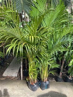 หมากเหลือง Areca Palm,Butterfly Palm, Yellow palm