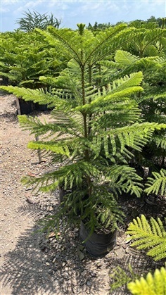 สนฉัตร Norfolk island pine | Alungkarn - เมืองราชบุรี ราชบุรี