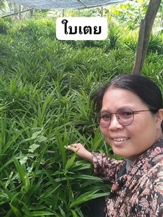 ใบเตยหอม สด/ตากแห้ง | เมล็ดพันธุ์ดี เกษตรวิถีไทย - เมืองระยอง ระยอง