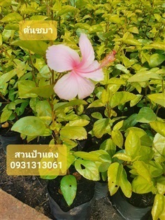  ต้นชบาสีชมพู ถุงละ 3 นิ้ว | สวนลุงดำพันธุ์ไม้ -  นครนายก